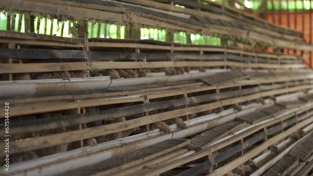 rows of quail feeding on wheat