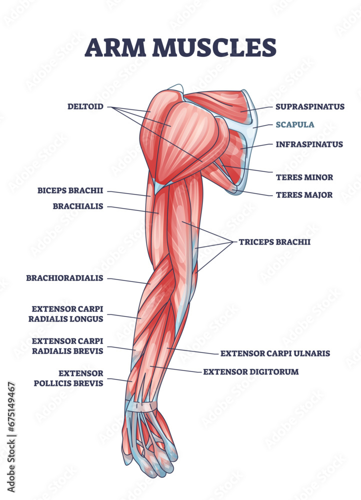 Arm muscles medical description with labeled latin titles outline diagram. Educational scheme with physical muscular system vector illustration. Deltoid, biceps, triceps and teres parts location. - obrazy, fototapety, plakaty 