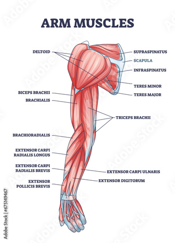 Arm muscles medical description with labeled latin titles outline diagram. Educational scheme with physical muscular system vector illustration. Deltoid, biceps, triceps and teres parts location.