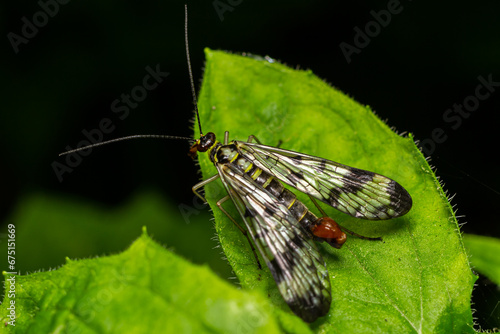 Closeup on a German scorpionfly , Panorpa germanica sitting on a green leaf