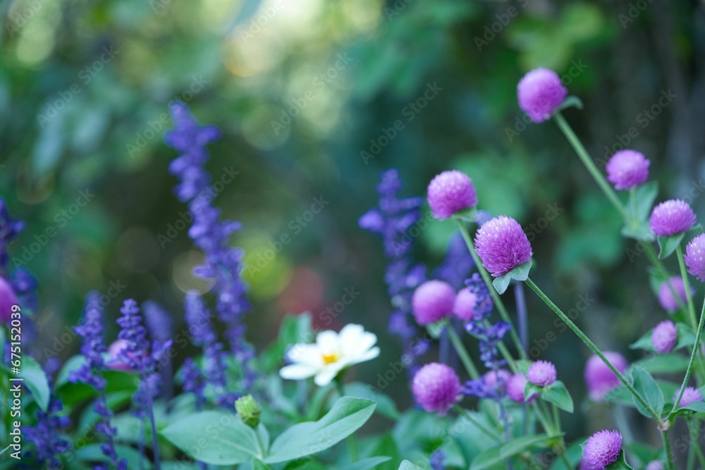 センニチコウとお花たち1 センニチコウとお花たち1