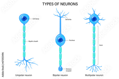 Types of neurons vector. Unipolar, Bipolar and multipolar neuron. Neuron types. Nerve cell anatomy.
