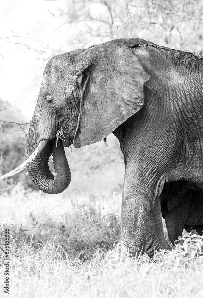 elephant in Tarangire National Park Tanzania