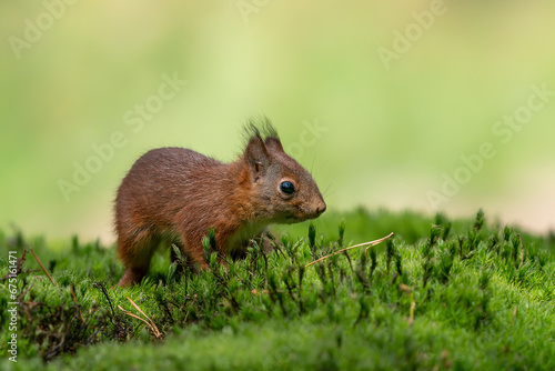 Eurasian red squirrel  Sciurus vulgaris  searching for food in the forest in the Netherlands.                                                                                                           