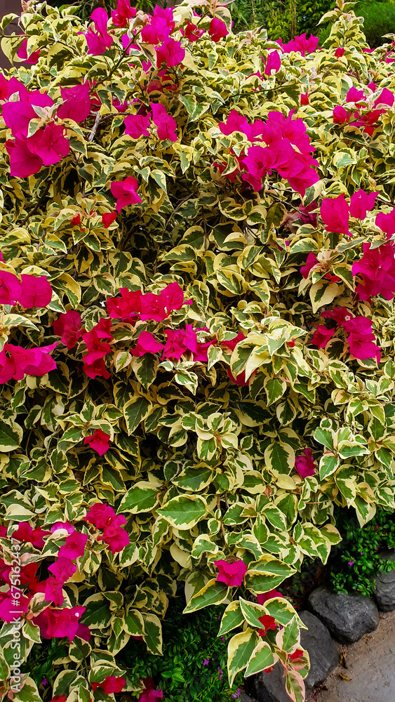 Bougainvillea Brilliance: Lush and Blooming Glabra Choisy Plants
