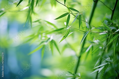 Bamboo tree, bamboo branch on green dof background, close-up