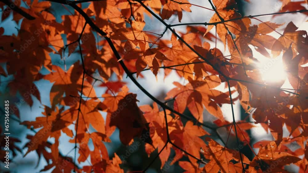 beautiful autumn forest with trees and leaves beautiful autumn forest with trees and leaves