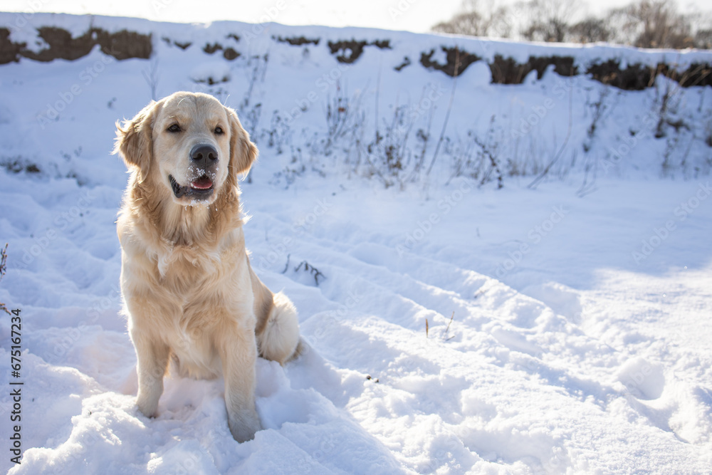 golden retriever sitting on the first snow, first snow of Siberia, dogs golden retriever sitting on the first snow, first snow of Siberia, dogs