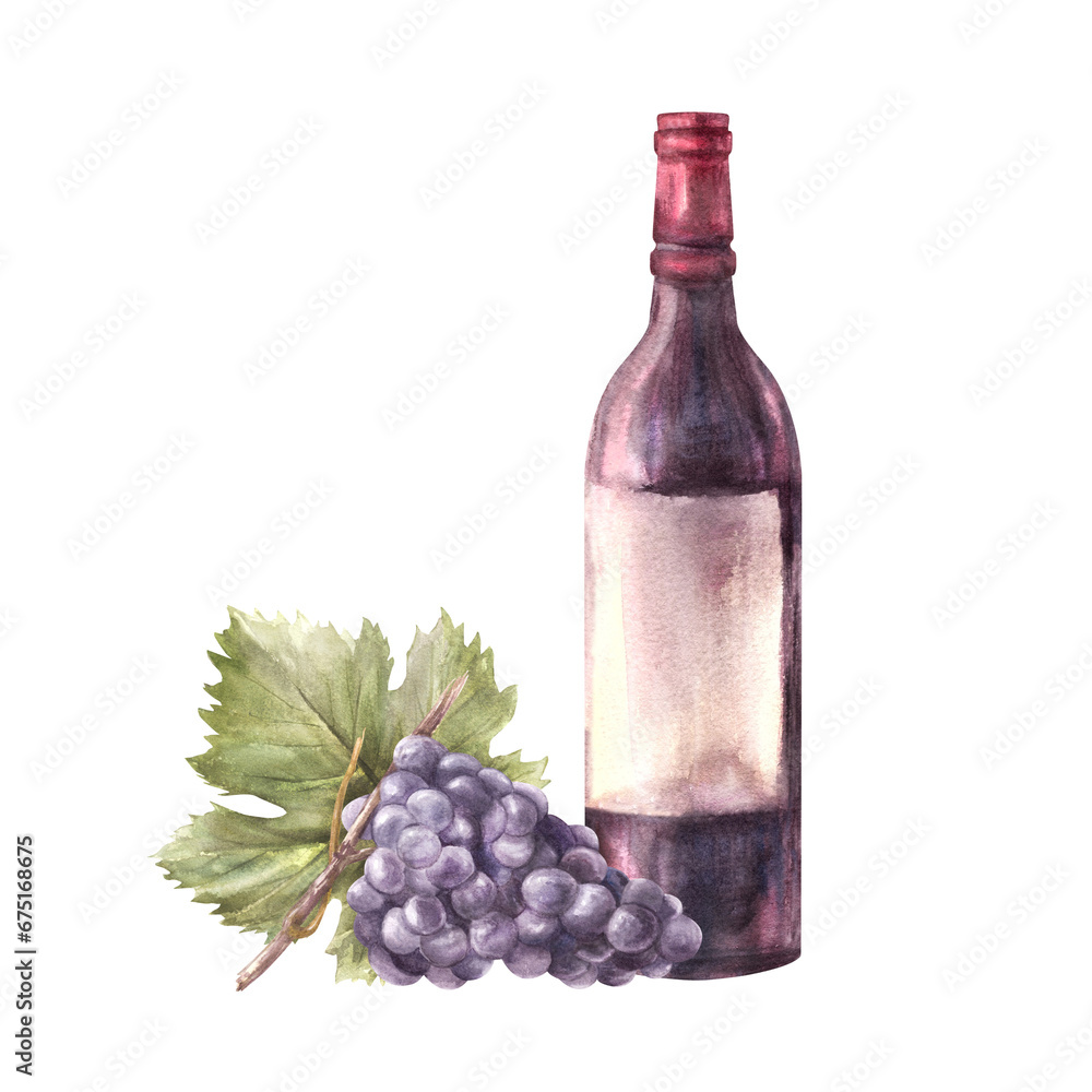 A bottle of red wine with grapevine and grape leaf. Watercolour hand draw food illustration on white background. Wine making set for your design print of label sticker, flyers, menu, wine list, card