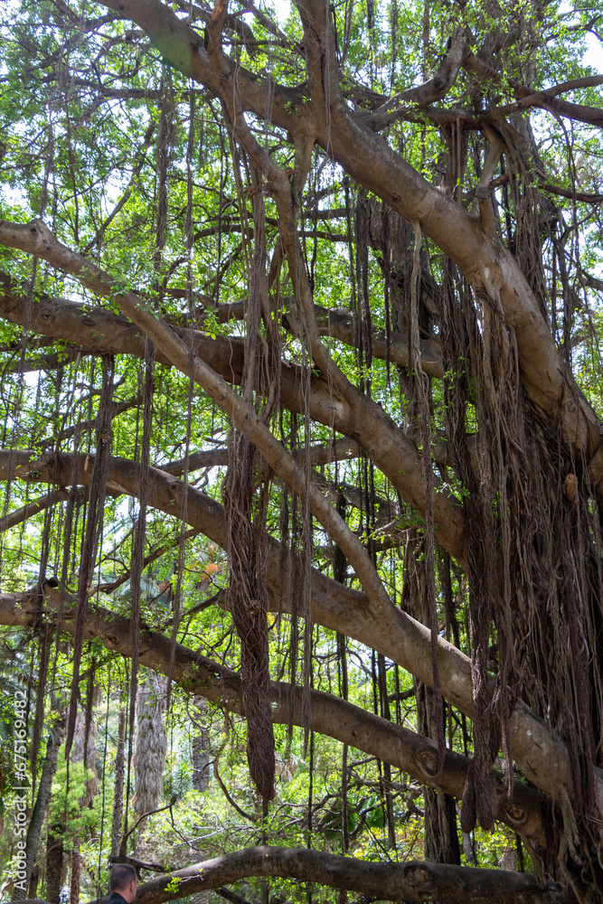 Fototapeta premium Branches of a giant Ficus retusa, a species of evergreen woody plant in the fig genus, native to the Malay Archipelago and Malesia floristic region. Algiers, Alger, Algeria. Many aerial roots.