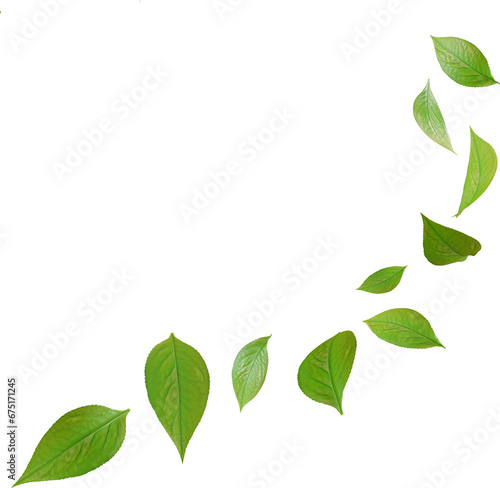 green tea leaves in motion