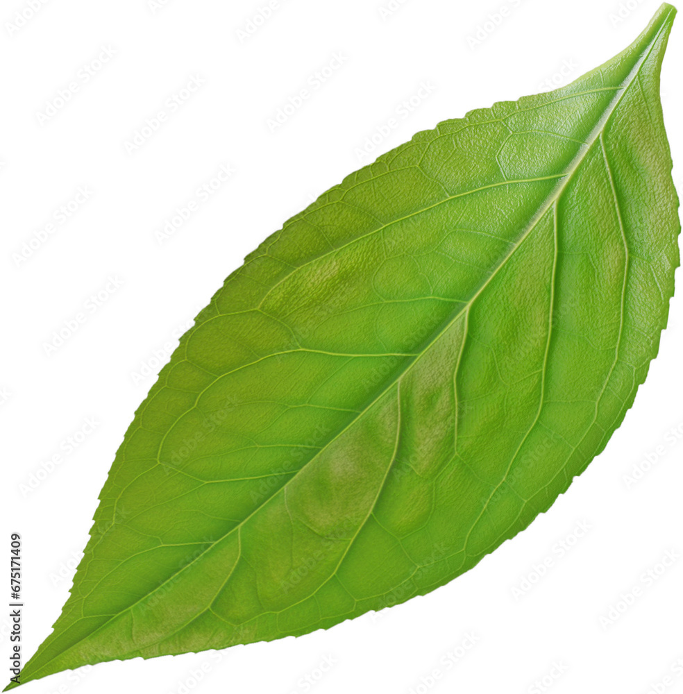 Obraz premium single green leaf