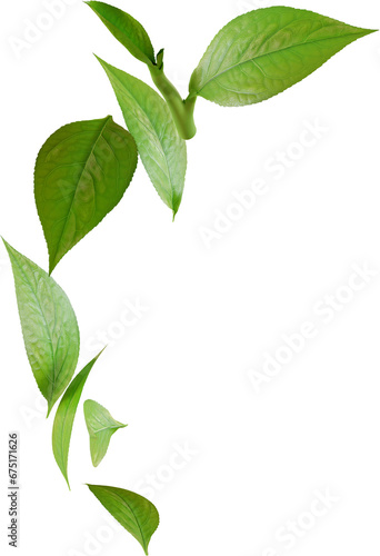 falling green tea leaves