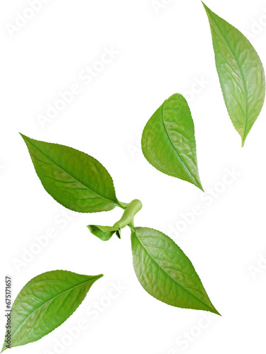 falling green tea leaves