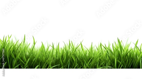 Lawn green grass isolated on white background