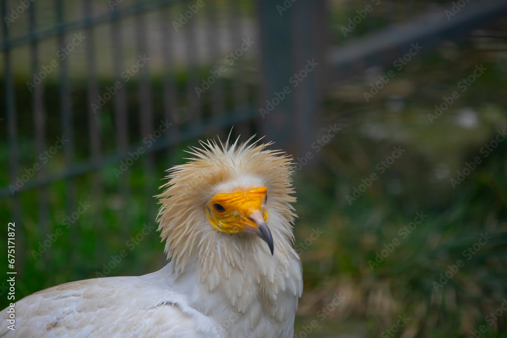 Egyptian vulture close-up detail, big bird of prey sitting on the stone in nature habitat, Turkey. White vulture with yellow bill. Egyptian vulture close-up detail, big bird of prey sitting on the stone in nature habitat, Turkey. White vulture with yellow bill.