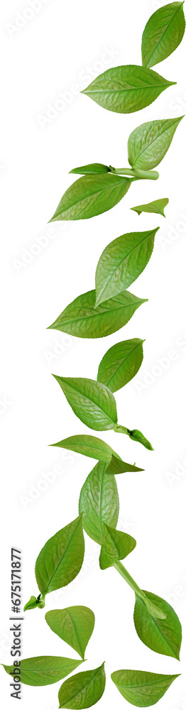 green tea leaves in motion green tea leaves in motion