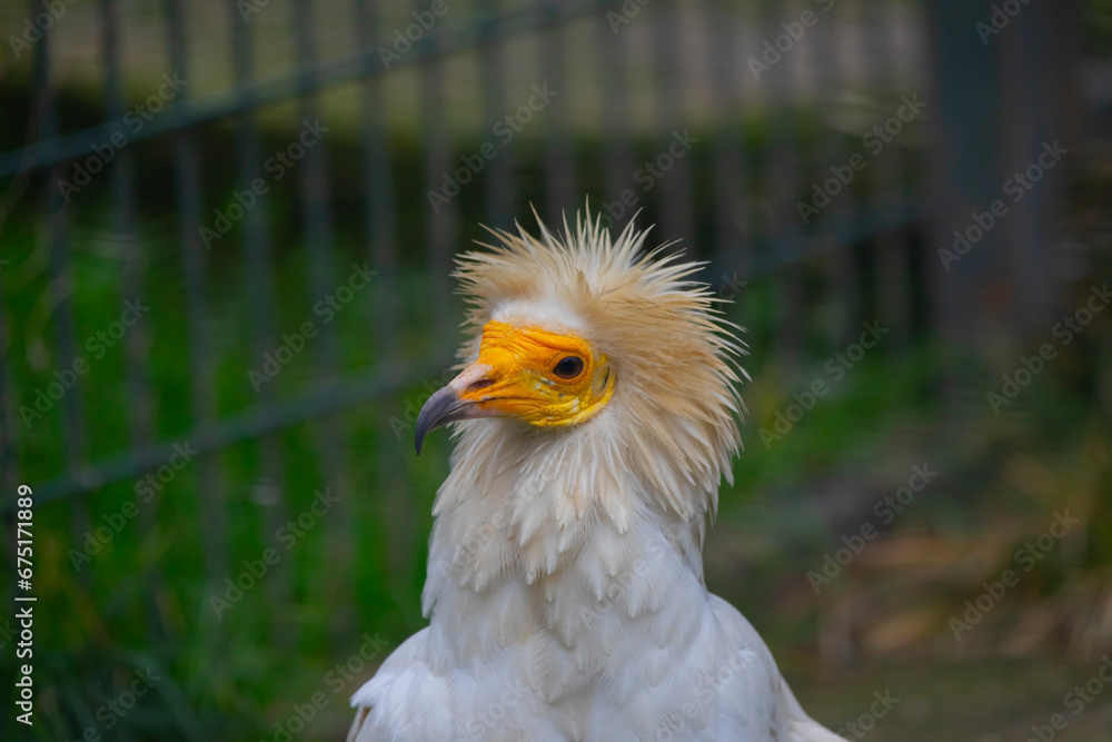 Egyptian vulture close-up detail, big bird of prey sitting on the stone in nature habitat, Turkey. White vulture with yellow bill. Egyptian vulture close-up detail, big bird of prey sitting on the stone in nature habitat, Turkey. White vulture with yellow bill.