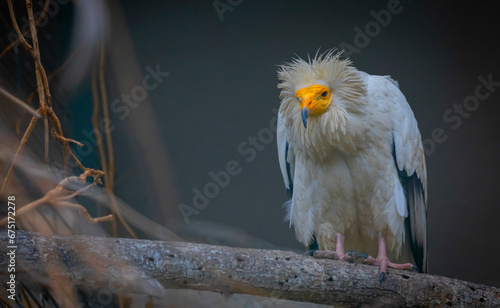 Egyptian vulture close-up detail, big bird of prey sitting on the stone in nature habitat, Turkey. White vulture with yellow bill. photo