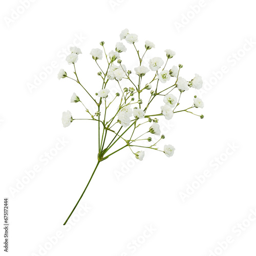 Twig of gypsophila flowers isolated on white or transparent background