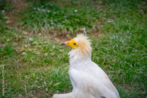 Egyptian vulture close-up detail  big bird of prey sitting on the stone in nature habitat  Turkey. White vulture with yellow bill.