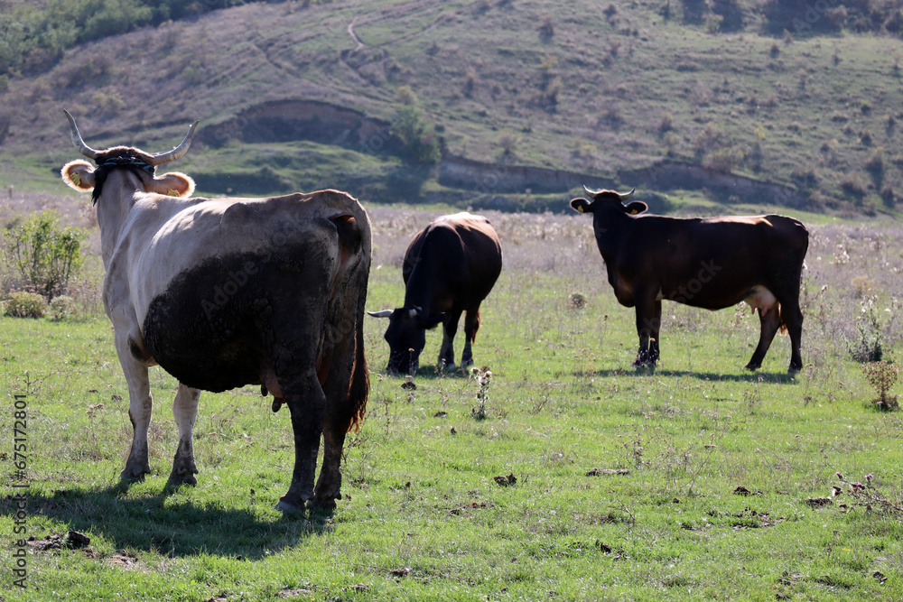 Fototapeta premium Cows on the green field, rural area