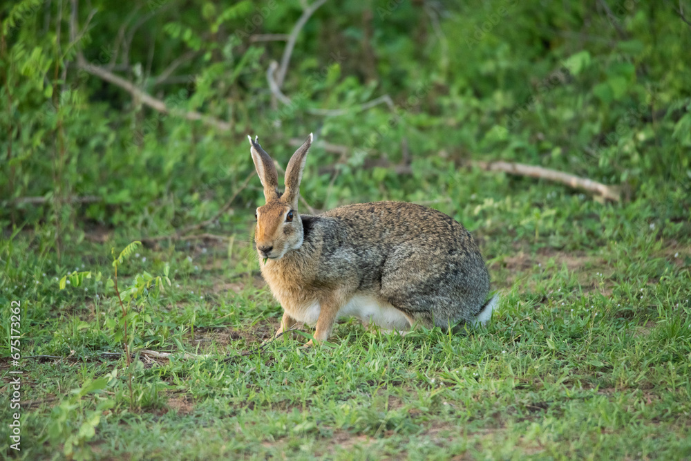 Black naped hare (Lepus nigricollis) in Yala National Park, Sri Lanka Black naped hare (Lepus nigricollis) in Yala National Park, Sri Lanka