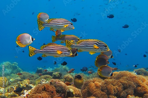 Swimming yellow fish (Ribboned sweetlips and butterflyfish) and healthy coral reef. Tropical fish and corals in the blue sea. Marine life, underwater photo from scuba diving. Wildlife in the ocean. photo