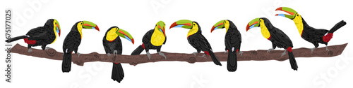 Keel-billed toucan set. Toucans of Latin America Ramphastos sulfuratus in different poses. National bird of Belize. Realistic vector jungle birds