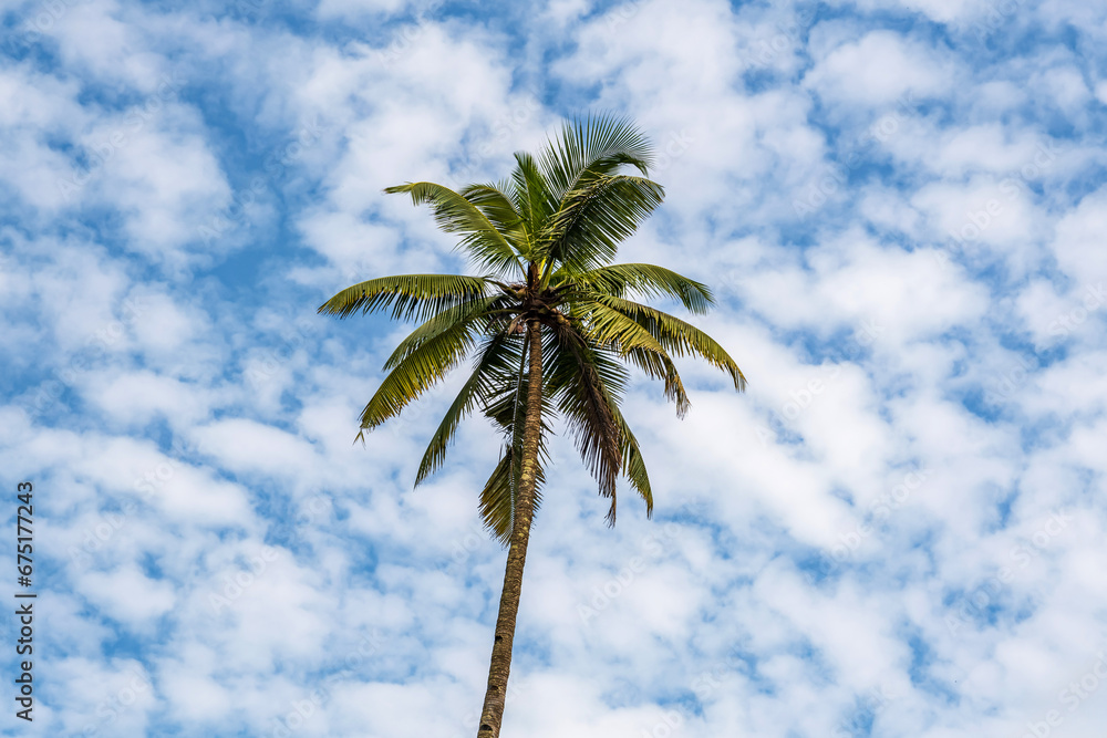 coconut trees palms against the blue sky of India coconut trees palms against the blue sky of India