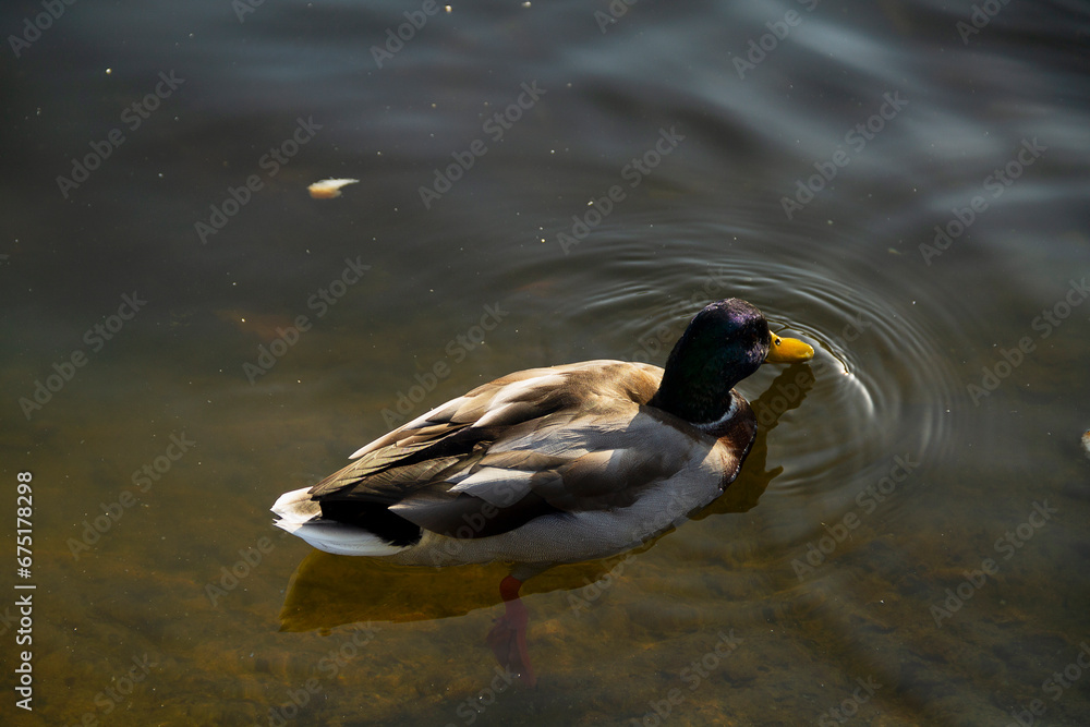 Obraz premium Ducks eat food in the water. Beautiful Green-headed Drake of a wild duck on the water. Ducks on the pond in the park. Bird swims on the water of the lake on a Sunny summer day.