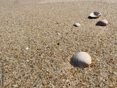 White seashells on the sand