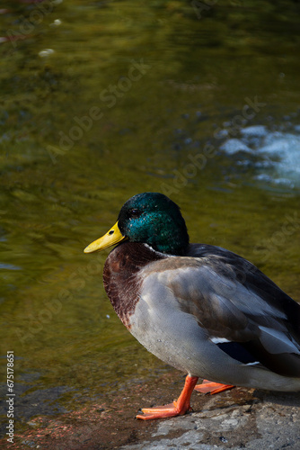 close-up of Beautiful Green-headed Drake of a wild duck on the water. Ducks on the pond in the park. Bird swims on the water of the lake on a Sunny summer day. vertical