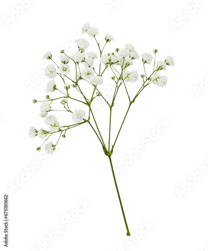 Twig of gypsophila flowers isolated on white or transparent background