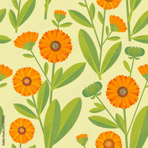 Vector seamless pattern drawing of calendula. Isolated flower and leaves. Detailed botanical sketch of tea, organic cosmetics, medicine, aromatherapy