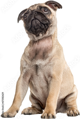 Pug puppy sitting and looking up, isolated on white
