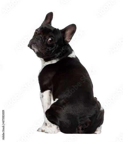 French bulldog, 5 years old, sitting in front of white background