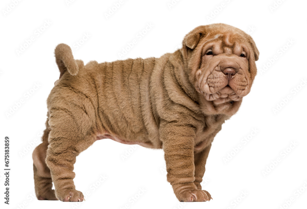 Side view of a Shar Pei puppy standing, looking at the camera, i