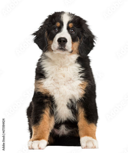 Bernese Mountain Dog puppy sitting in front of a white background