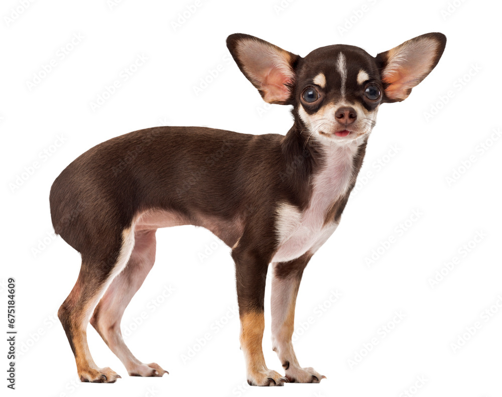 Dog PNG, Dog Transparent Background