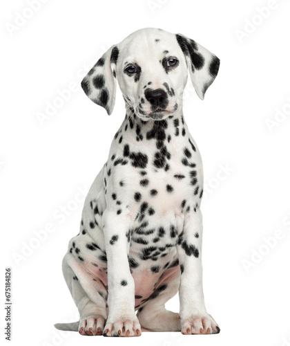 Front view of a Dalmatian puppy sitting  facing  isolated on white