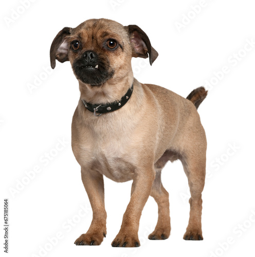 Mixed-breed dog  1 year old  standing in front of white background