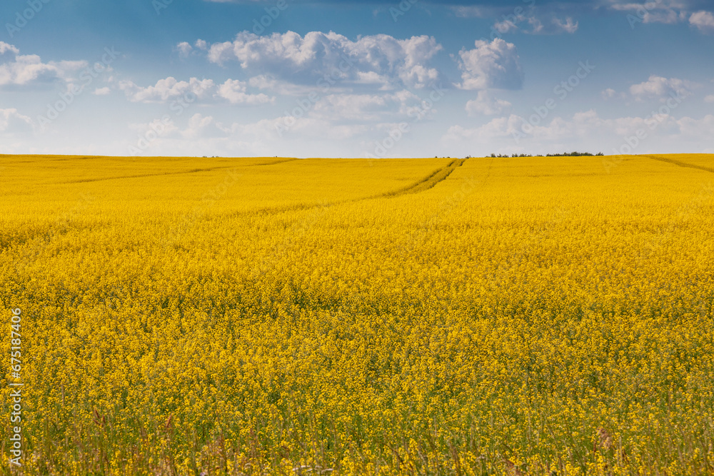 Rural landscape - yellow rapeseed field against a blue sky with white clouds Rural landscape - yellow rapeseed field against a blue sky with white clouds