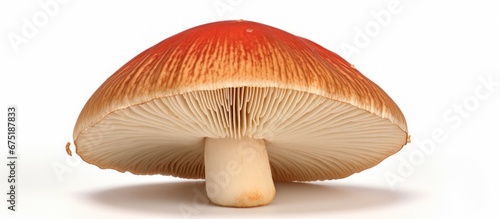 Close-up of Mushroom with Intricate Details on a Clean, White Canvas photo