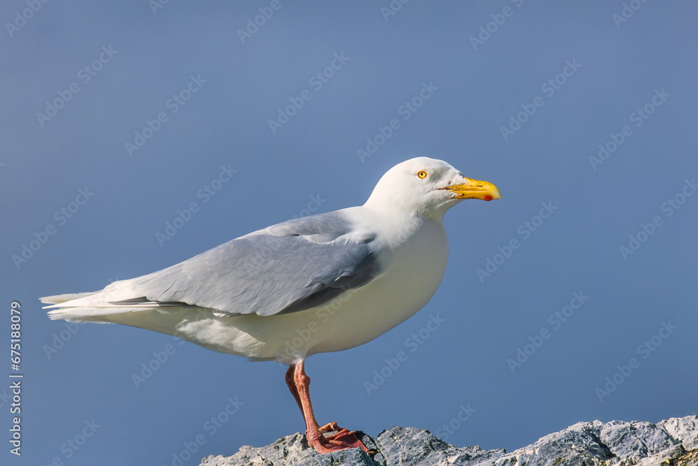 Beautiful Glaucous gull rest at a rock Beautiful Glaucous gull rest at a rock
