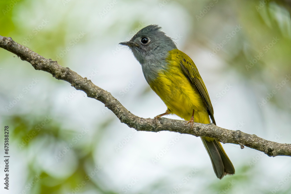 Obraz premium Grey-headed Canary-flycatcher