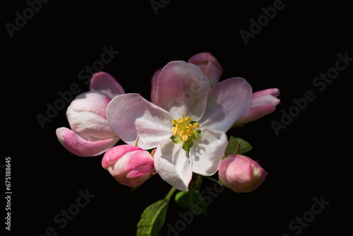 Several apple blossoms along with a black background