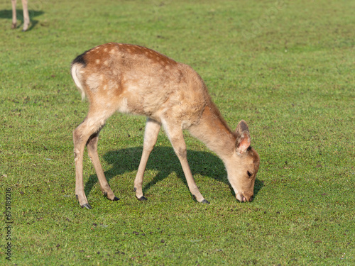 冬毛から夏毛に生え替わる奈良公園の鹿