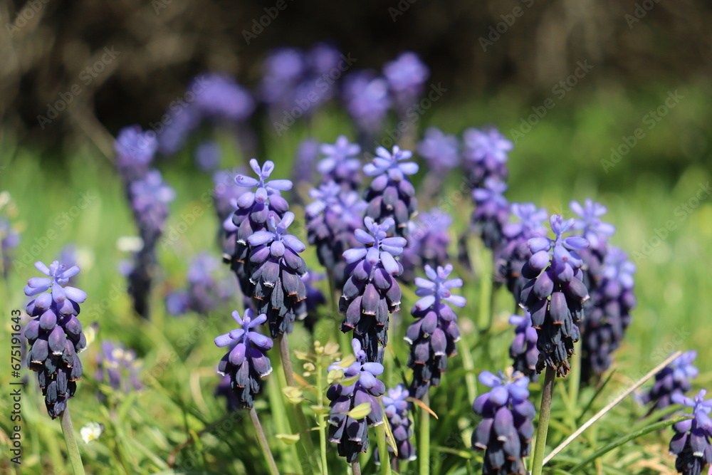 Obraz premium Grape Hyacinth Flowers On Green Grass Field