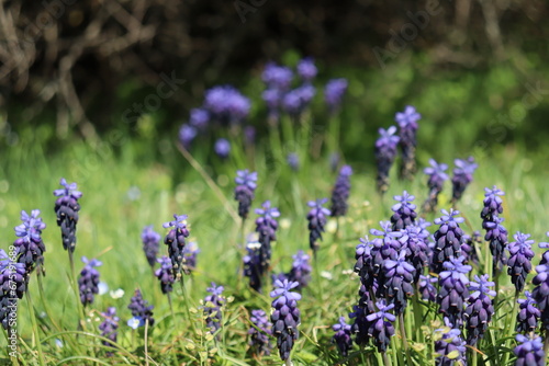 Grape Hyacinth Flowers On Green Grass Field